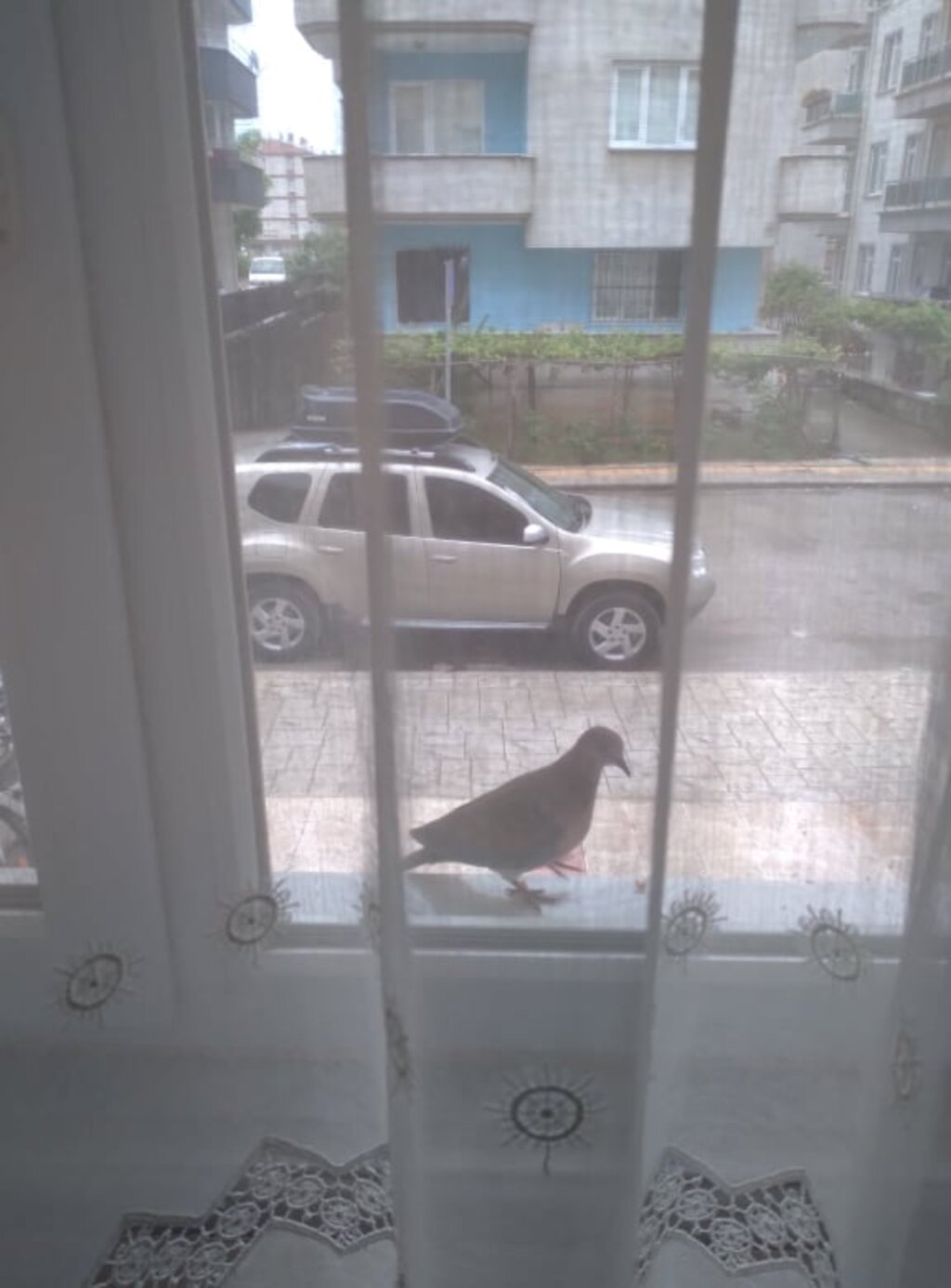 SAMSUN' DA ŞİMŞEKTEN KAÇAN KUMRU