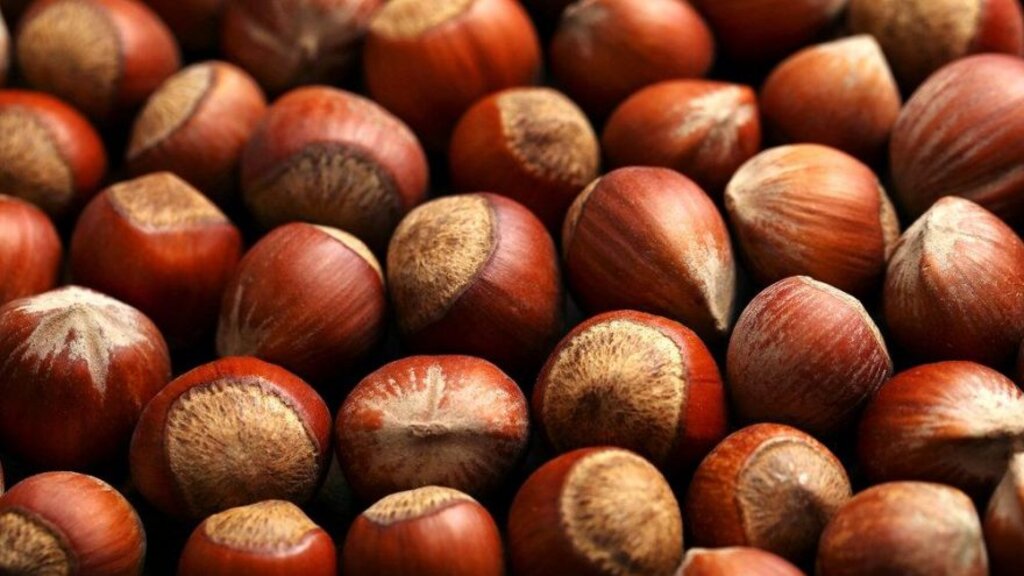 FINDIK SADECE REKOLTE VE FİYATTAN İBARET DEĞİL…