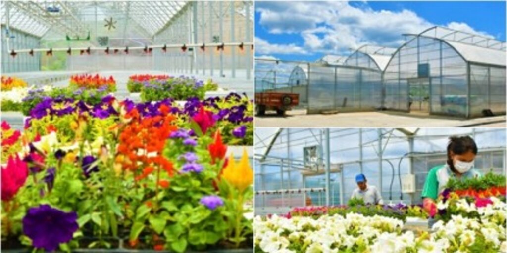 Çöpler Serada Çiçek Oldu Rengarenk Açtı