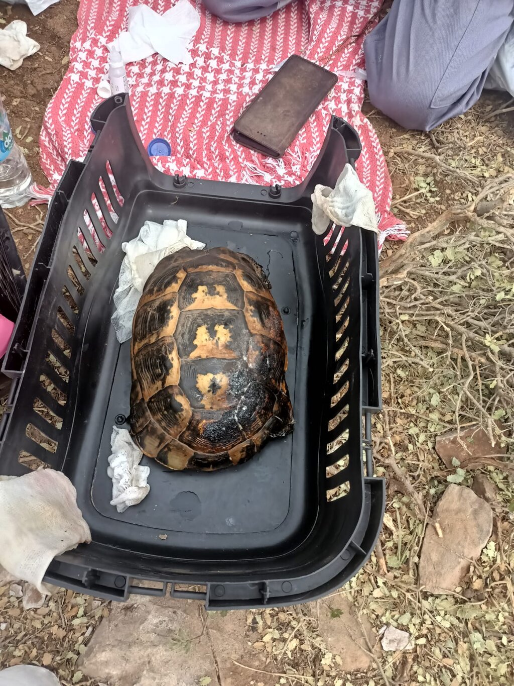 BÜYÜKŞEHİR, MANAVGAT YANGININDAN KURTARILAN KAPLUMBAĞA’NIN YARDIMINA KOŞTU