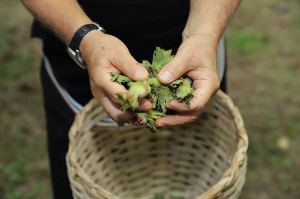 YEŞİL ALTIN FINDIĞIN HASADI BAŞLADI
