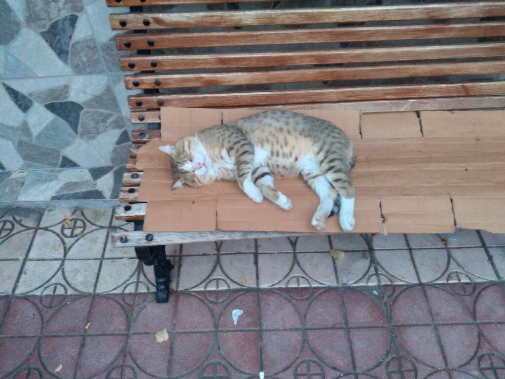 DEĞMEYİN PAŞA' NIN KEYFİNE !