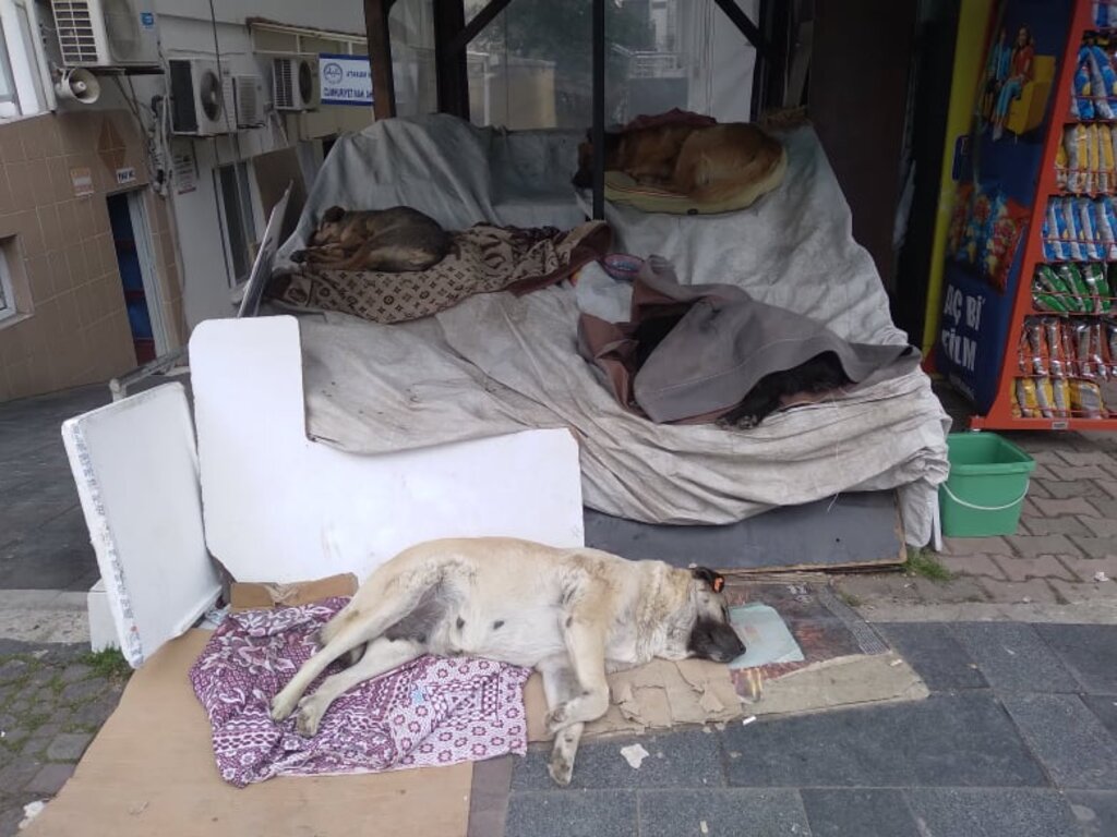 CAN DOSTLARIN SOĞUKLA İMTIHANI