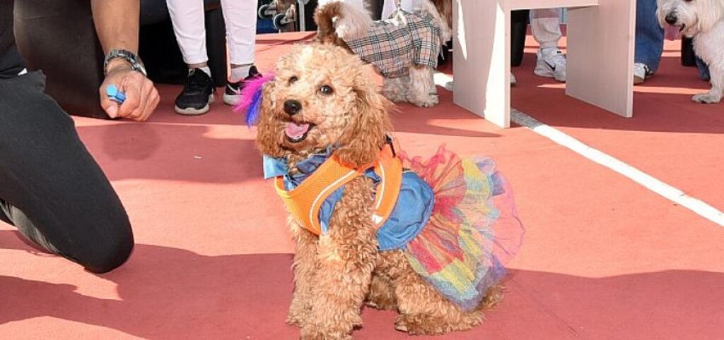 Çorlu'nun Sevimli Patileri Patifest'te Buluştu