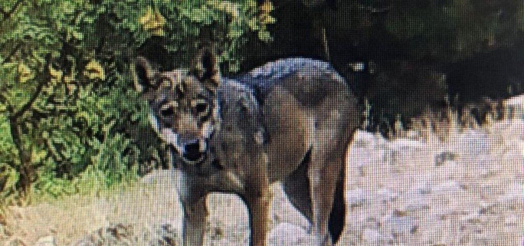 Egeli araştırmacıların fotokapanına Batı Anadolu’da nesli tükenmekte olan kurt yansıdı