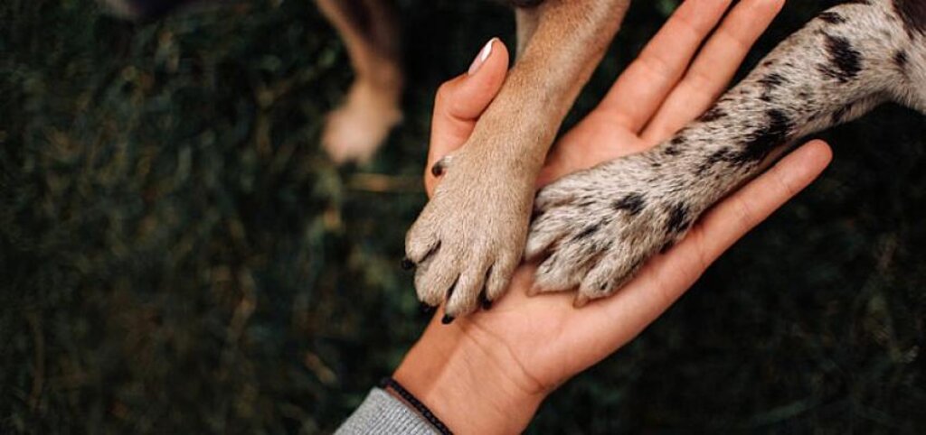 Evcil Hayvanlarla Kurulan Bağlar, Pozitif Duyguları Artırıyor