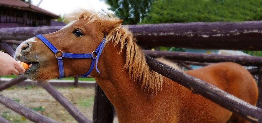 Sonbahar Geldi Doğal Yaşam Şenlendi