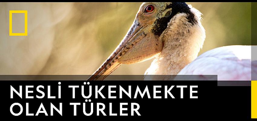 Tivibu’da Kasım başkadır