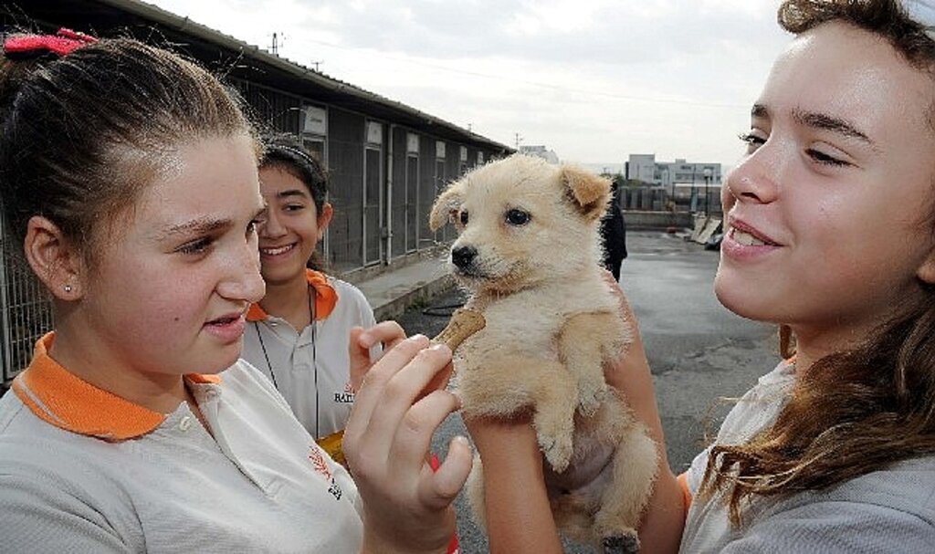 2022'de 4 bin 700 sokak hayvanı sıcak yuvaya kavuştu