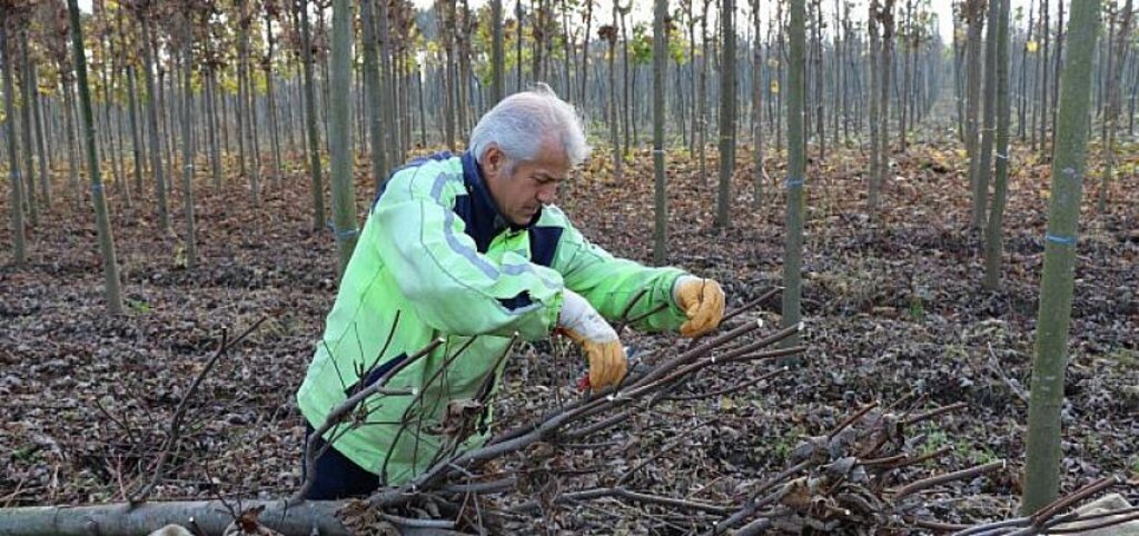 Üretim fidanlığında yetişiyor Kocaeli'yi yeşillendiriyor