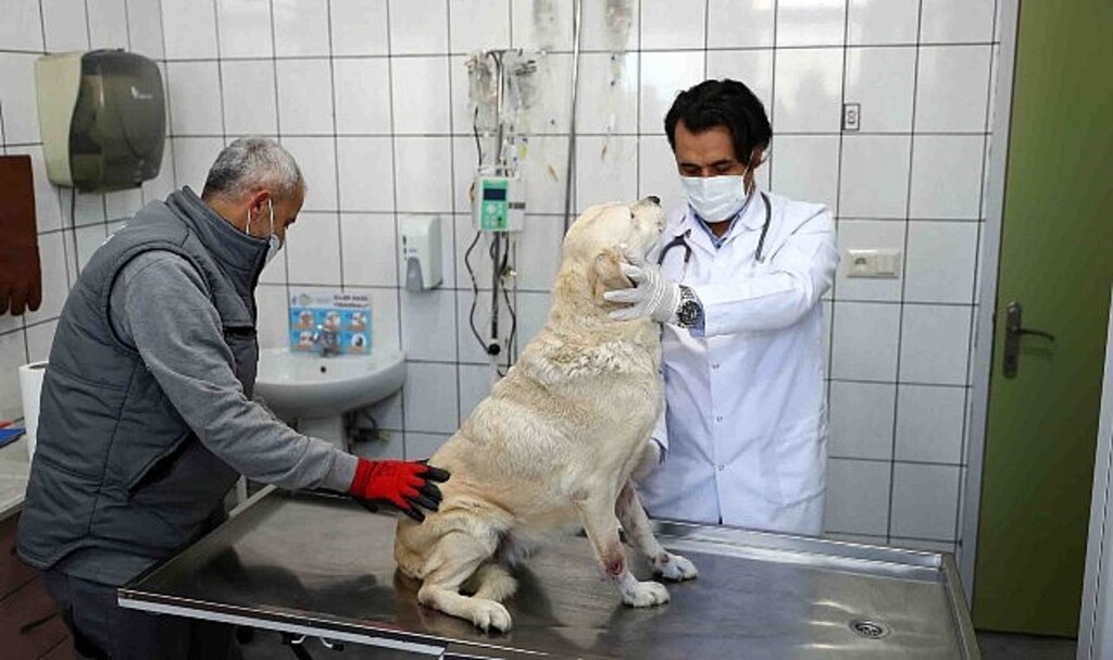 Bağcılar'da 15 bin 973 sokak hayvanı tedavi edildi