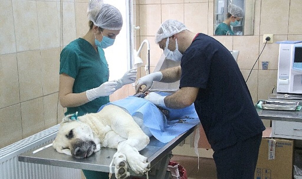 Bir Yılda 24 in 821 Sokak Hayvanına Tedavi