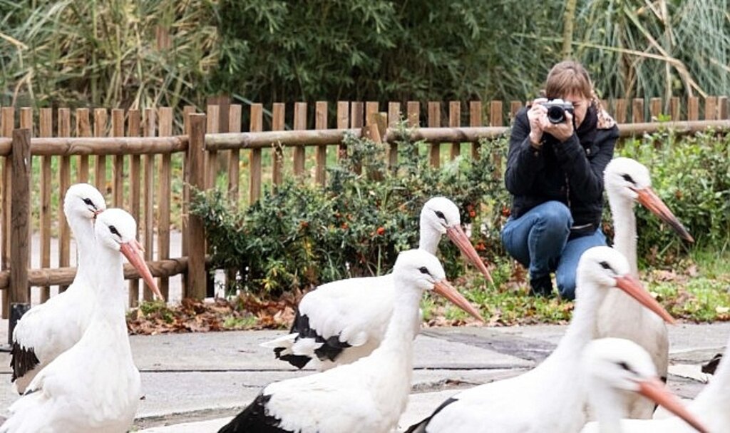 Rusya'dan Ormanya'ya düşkün leylekler için geldi