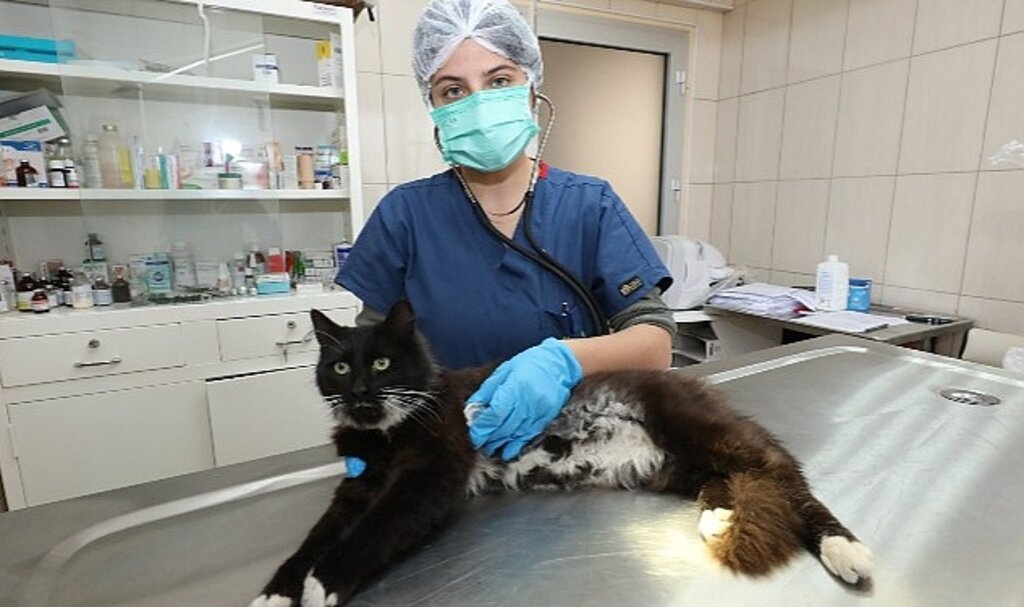 Gaziemir'de 21 bin 940 hayvana veteriner sağlık hizmeti