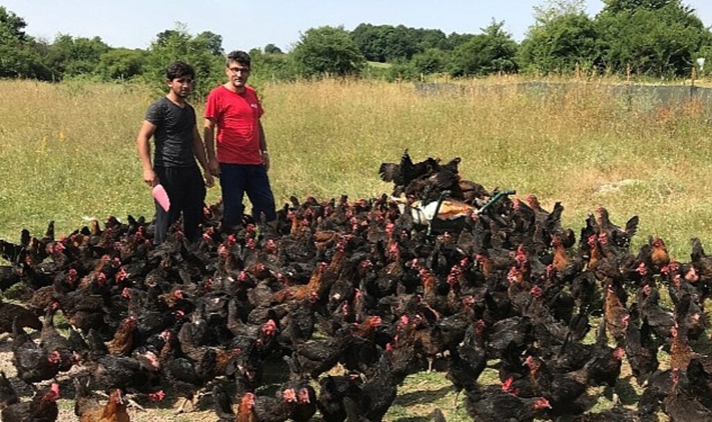 Büyükşehir'den üreticilere yüzde 50 hibeli yumurta tavuğu