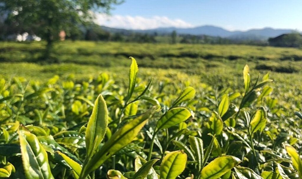 Lipton Doğu Karadeniz'de Çay Hasadına Başladı