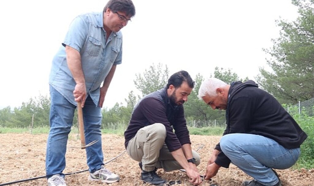 Bornova Kınalı Bamyası'na koruma kalkanı