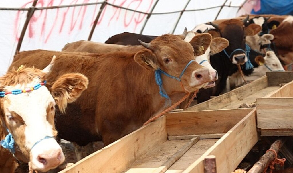 Çankaya Belediyesi Kurban Bayramı'na Hazır