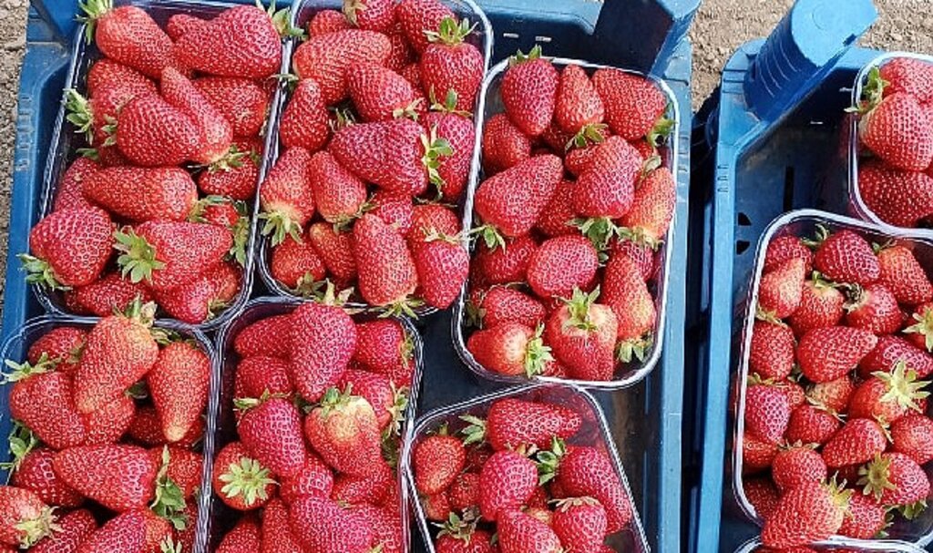 Muğla'nın Çilekleri Migros Raflarında