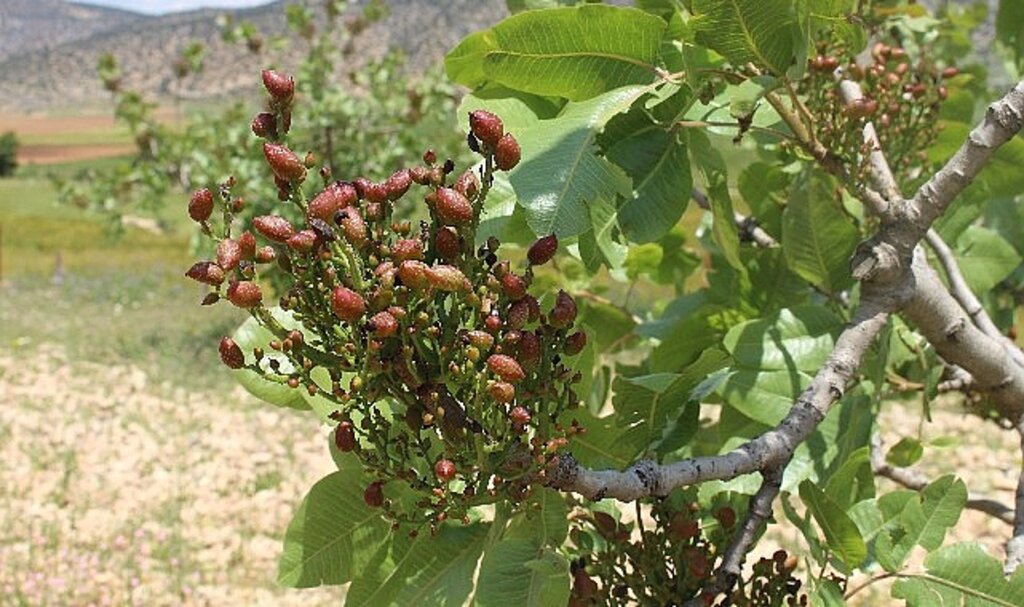 Antalya Büyükşehir'in Antepfıstığı fidanları yüz güldürdü