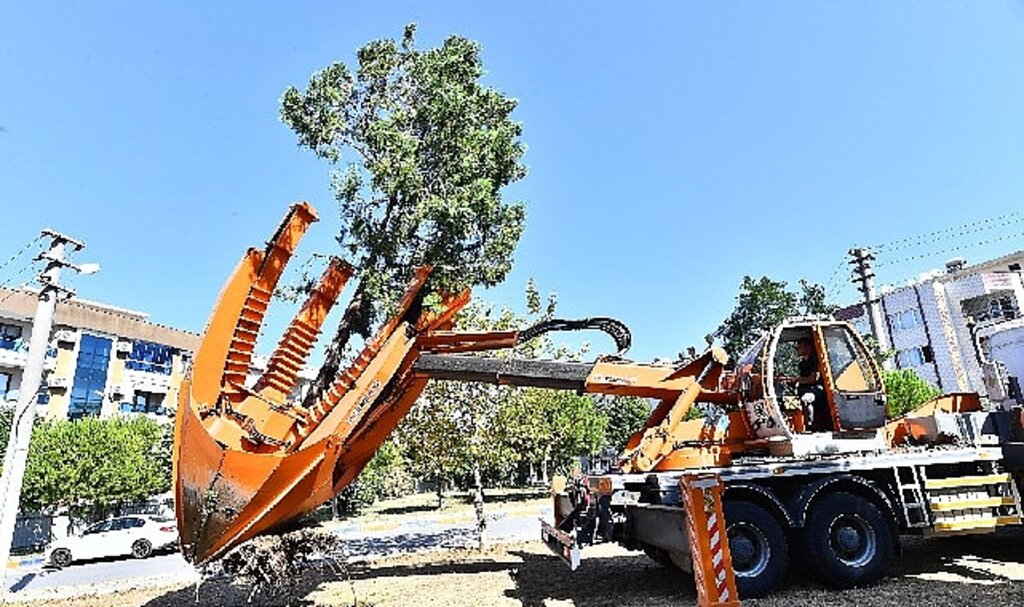 Buca Metrosu'nda istasyon inşaatları öncesinde ağaçlar geçici olarak taşınıyor