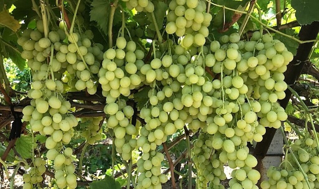 Superior Seedless Çeşidi Sofralık Üzümün ihracat yolculuğu başladı