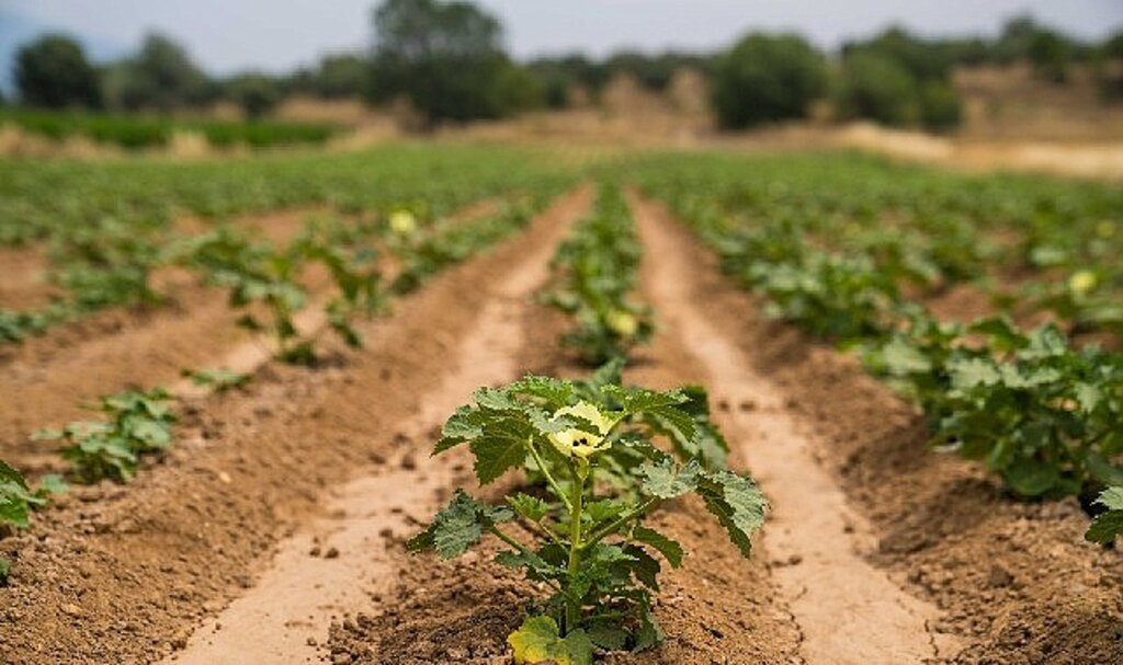 Susuz bamya İzmir'e yayılıyor