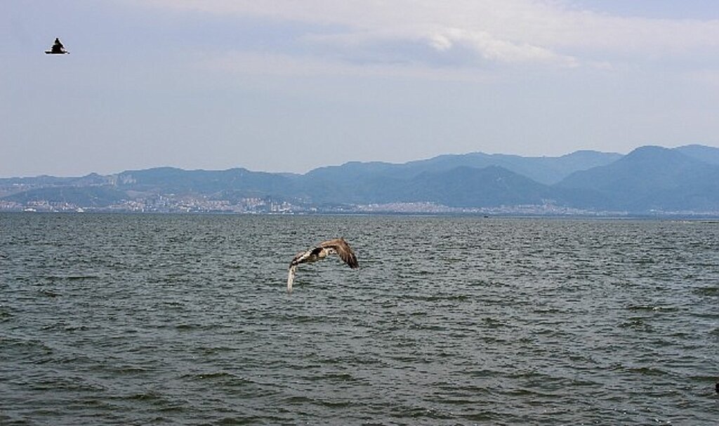 Yorgun martılar Karşıyaka'da emin ellerde!