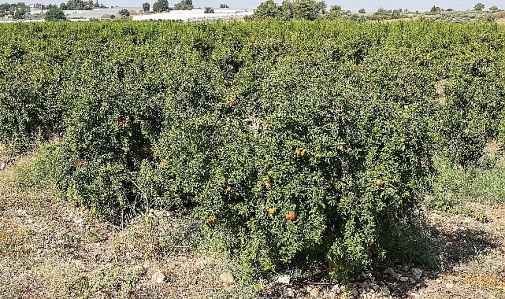 Antalya Büyükşehir'in Çiftçilere Faydalı Böcek Desteği Devam ediyor