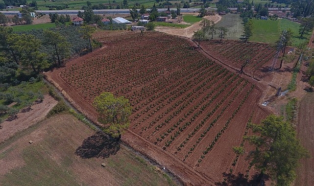 Büyükşehir Muğla'da 228 Bin 400 Ağacı Toprakla Buluşturdu
