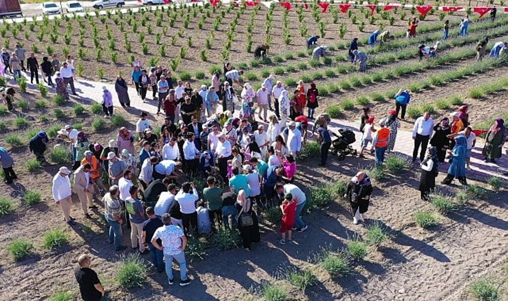 Keçiören'deki Lavanta ve Gül Bahçesi'nde Hasat Zamanı
