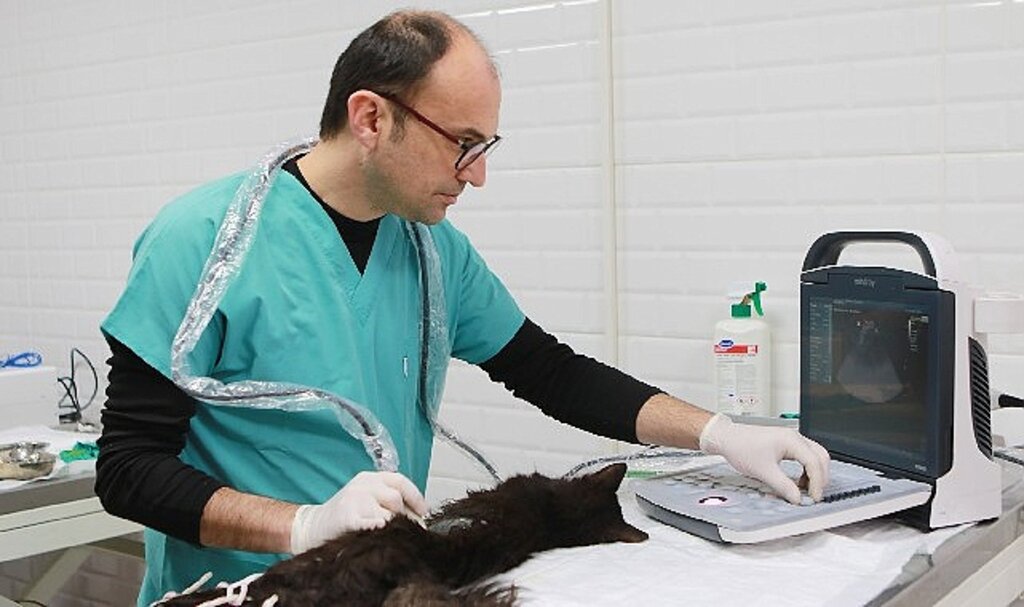 Bayraklı'da son 4,5 yılda 20 bin sokak hayvanına sağlık hizmeti