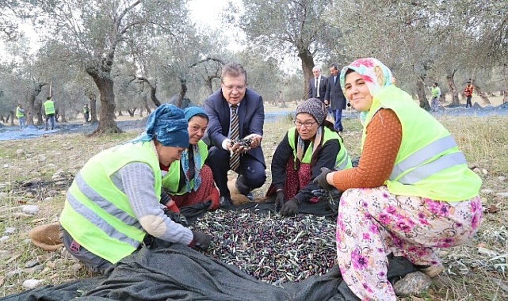 Edremit Körfezi yeşil çizik zeytini AB tarafından tanındı