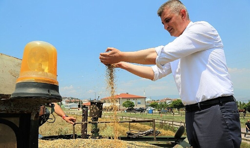 Gölcük belediyesi sosyal hizmet tarlasında bu kez yem bitkisi yetişecek
