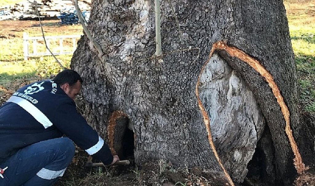 Kocaeli Büyükşehir'den 100 yıllık çınara tedavi