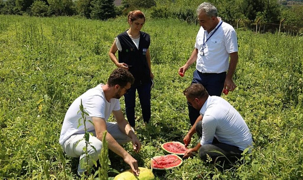 Büyükşehir'den üreticilere karpuz tohumu desteği