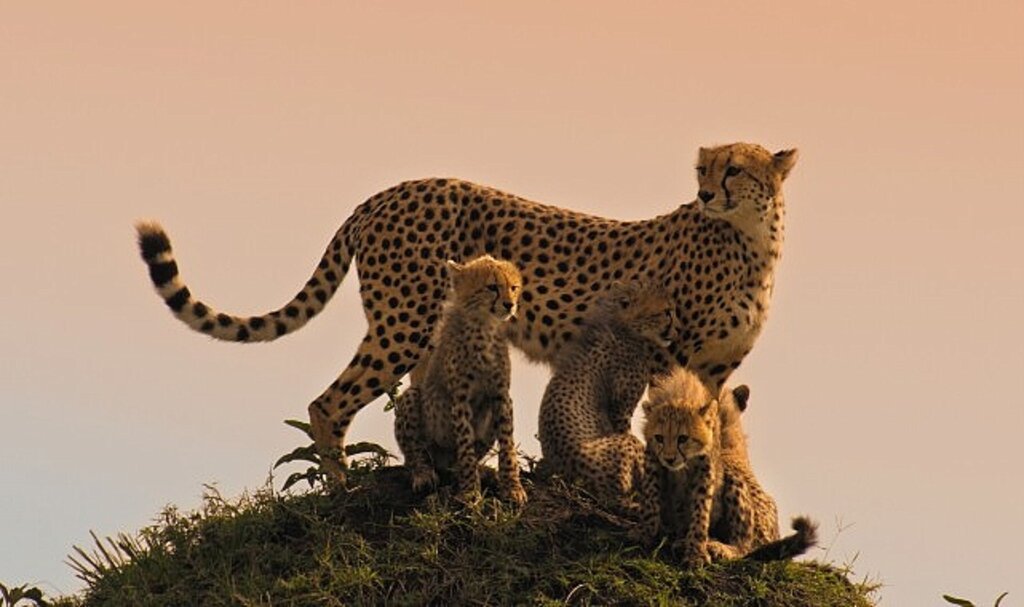 Memeli Canlıların İlham Verici Hikayeleri BBC Earth'te