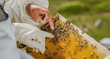 Arılar Küresel Isınmadan Kaçıyor