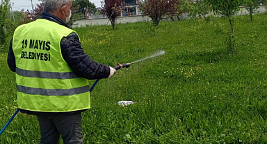 19 Mayıs Belediyesinden Kahverengi Kokarca İle Mücadele