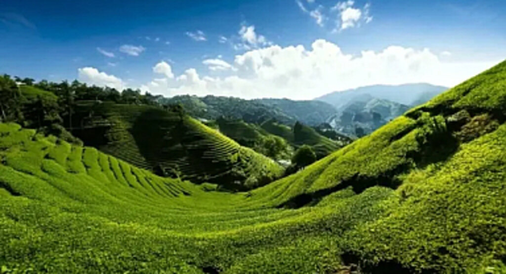 Heyelanlara Karşı En Etkili Doğal Kalkan