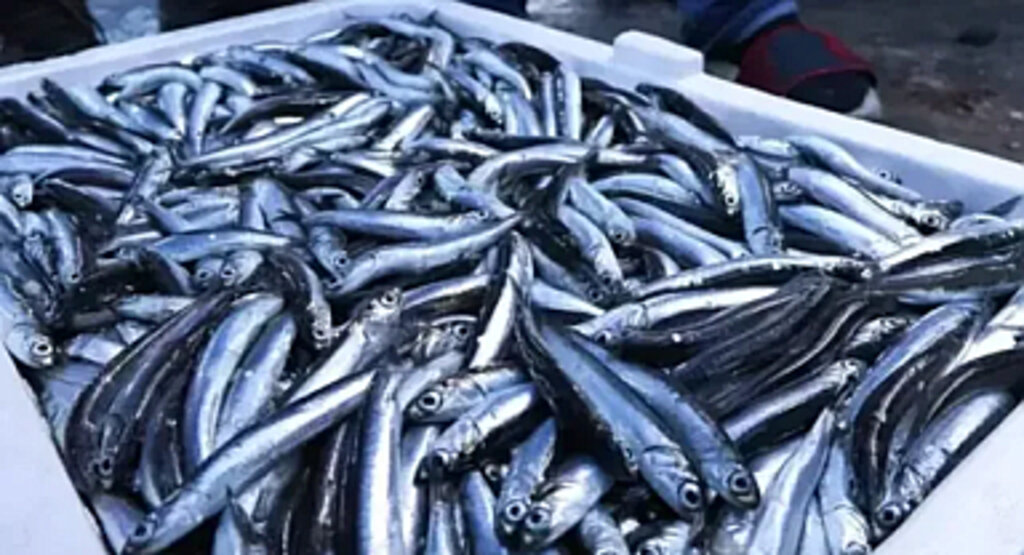 Karadeniz'de Mikroplastik Yoğunluğu Arttı