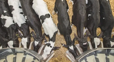 Kırsalda Hayvancılığa Dev Destek