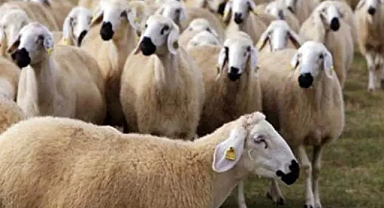 Köyümüzden Sofranıza: Mahmutbeyli Kavak Kurbanlıkları Hazır