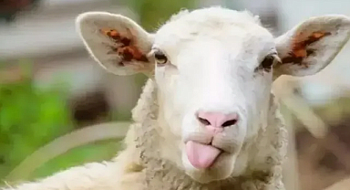 Kurban Bayramı tatili resmen açıklandı