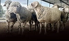 KURBAN PAYLAŞMAKTIR