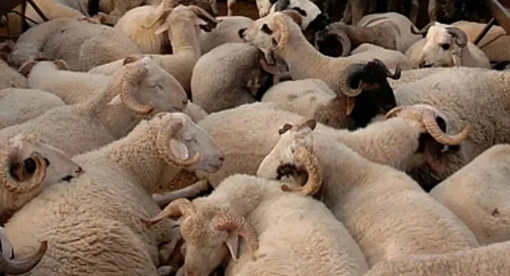 Kurbanlık fiyatları netleşti