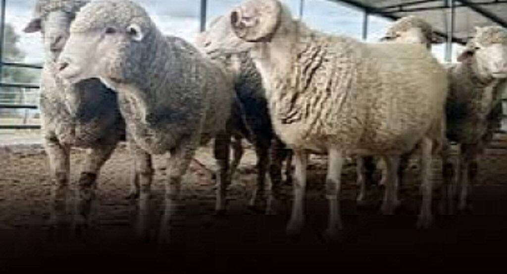 Kurbanlıklarınız Hazır!