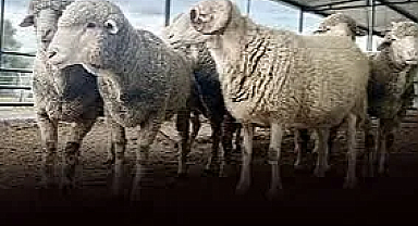 SON HAFTA: Kurbanlıklarınız Hazır!