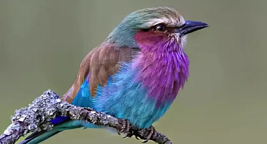 Adalarda Yaşayan Kuş Türleri