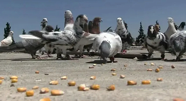 Bir Zamanlar Gökyüzünü Kaplayan Göçmen Güvercinler Nasıl Yok Oldu?